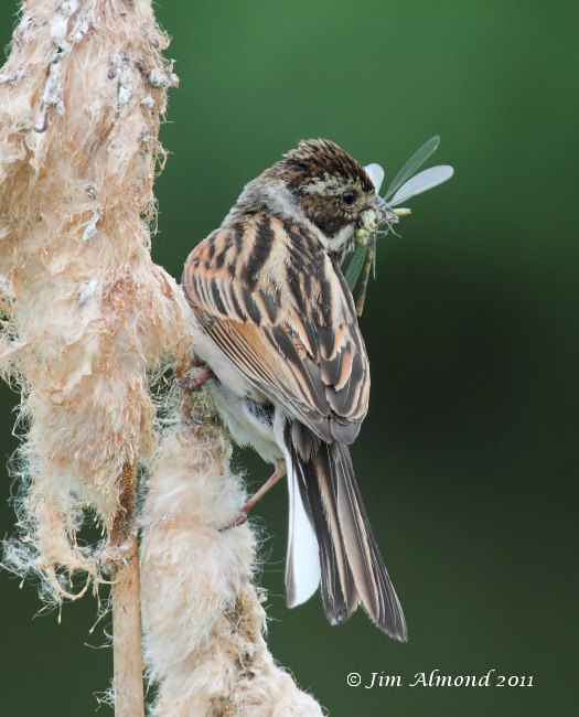 Reed Bunting with food Large Red Damselfly  Norfolk 19 6 11 IMG_1828